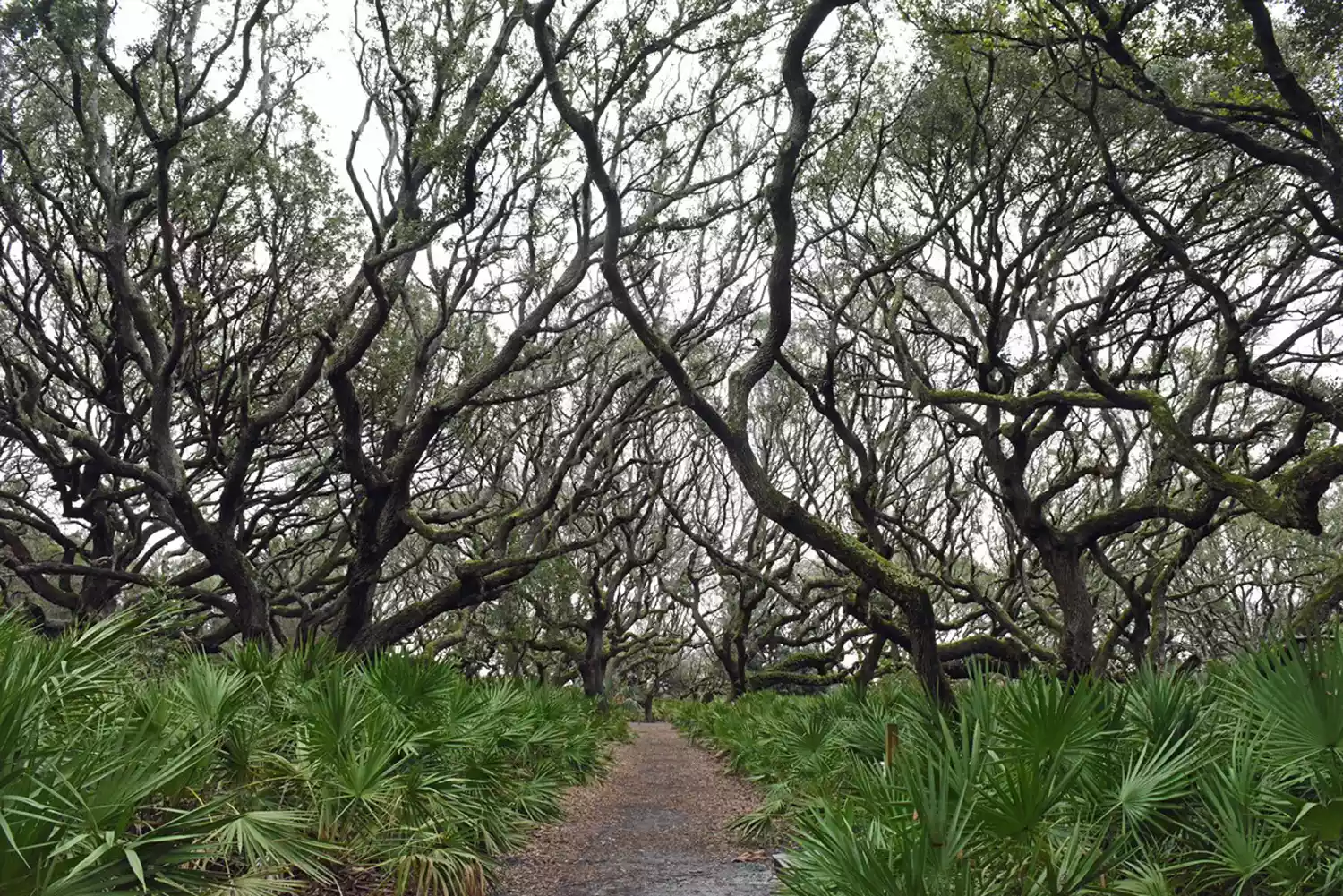 pathway through curved trees near Sea Camp Campground