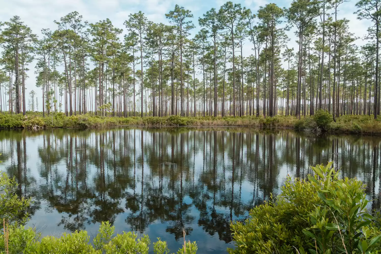 Cypress trees reflected in water in the Okefenokee Swamp Wildlife Refuge, Georgia.