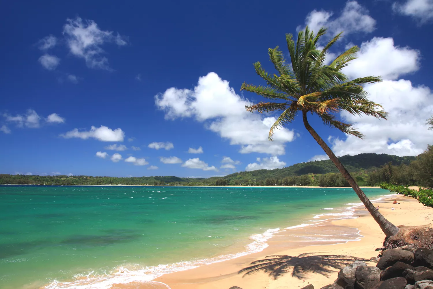 Palmier sur la plage Anini le long de la côte de Hanalei