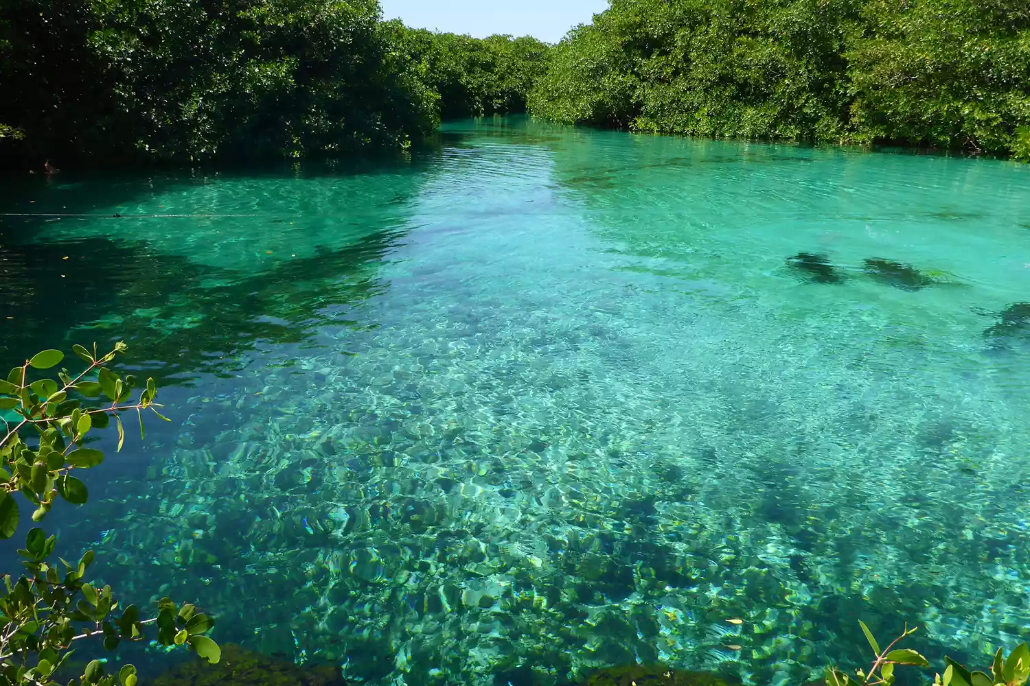 Casa Cenote or Cenote Manatee in Mayan Riviera