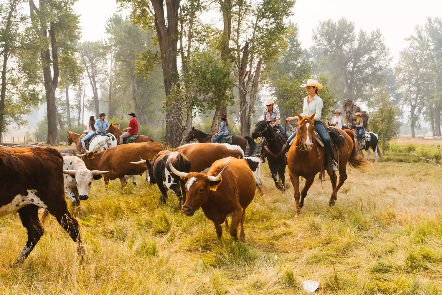 Personnes montant à cheval autour de vaches