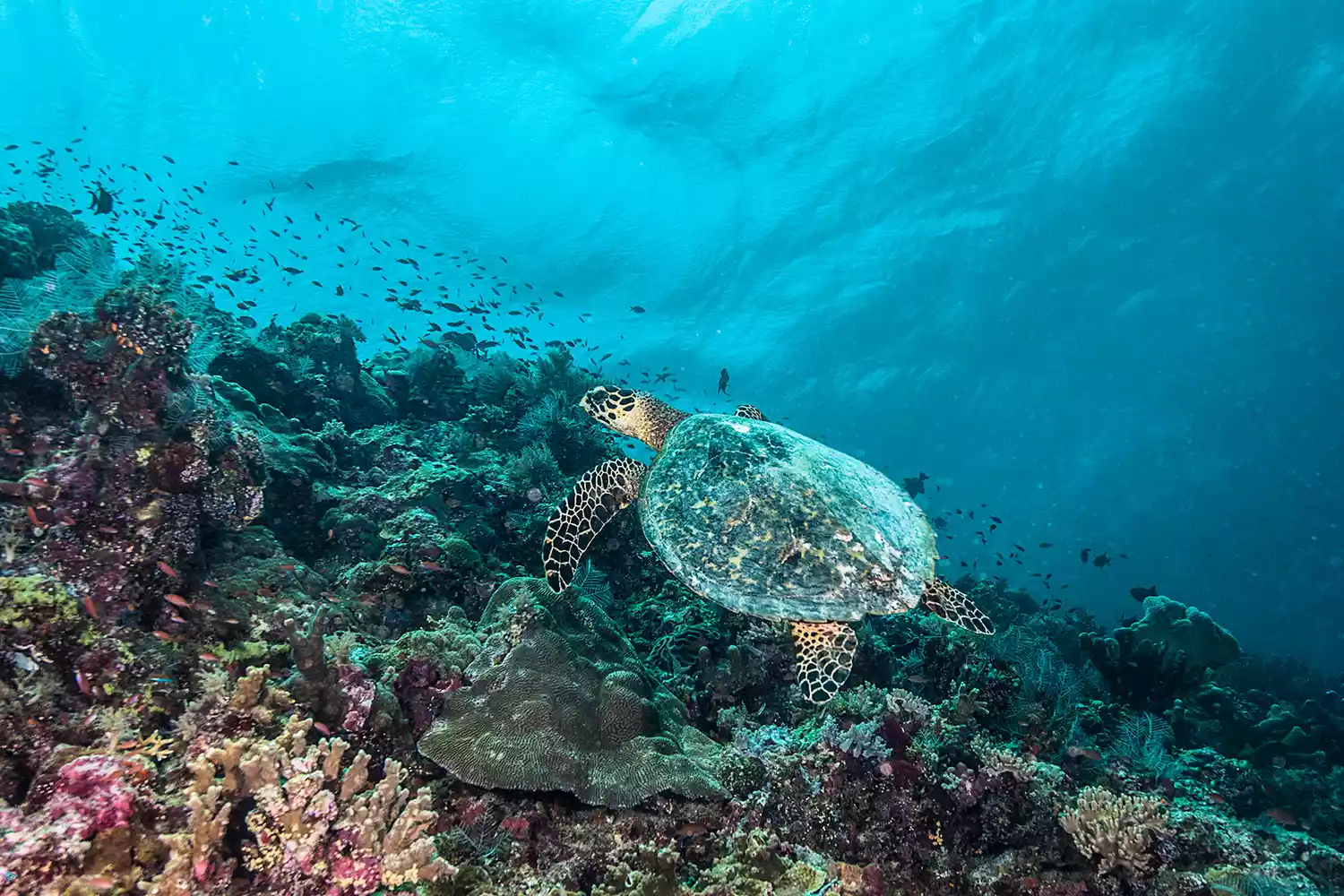 The Underwater World of Philippines. Scuba diving at Tubbataha Reefs Natural Park