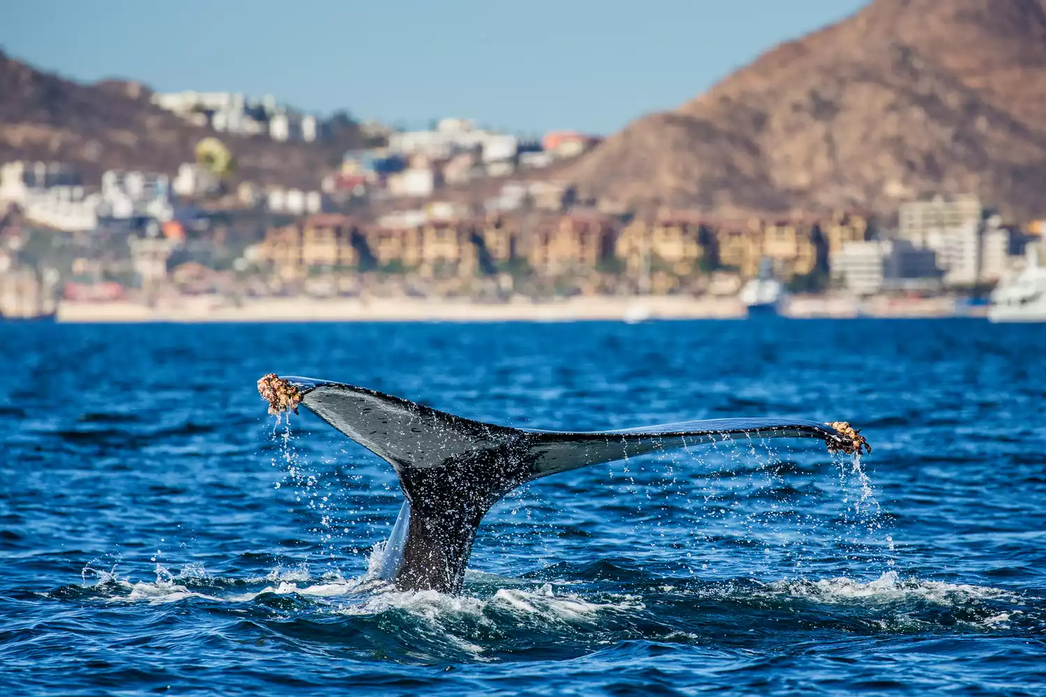 Queue de la baleine à bosse. Mexique. Mer de Cortez. Péninsule de Californie. Une excellente illustration.