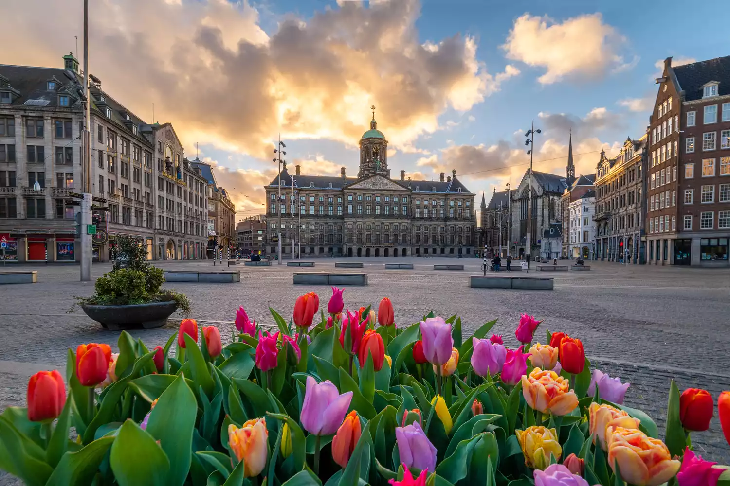 Photo de tulipes colorées sur la Place du Dam à Amsterdam. En arrière-plan, le Palais Royal se distingue.