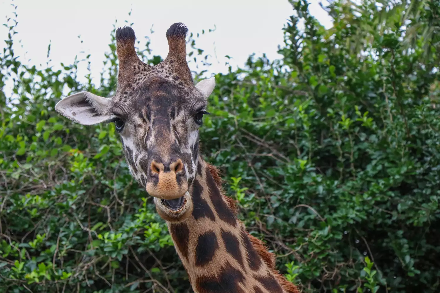 Girafe au Animal Kingdom