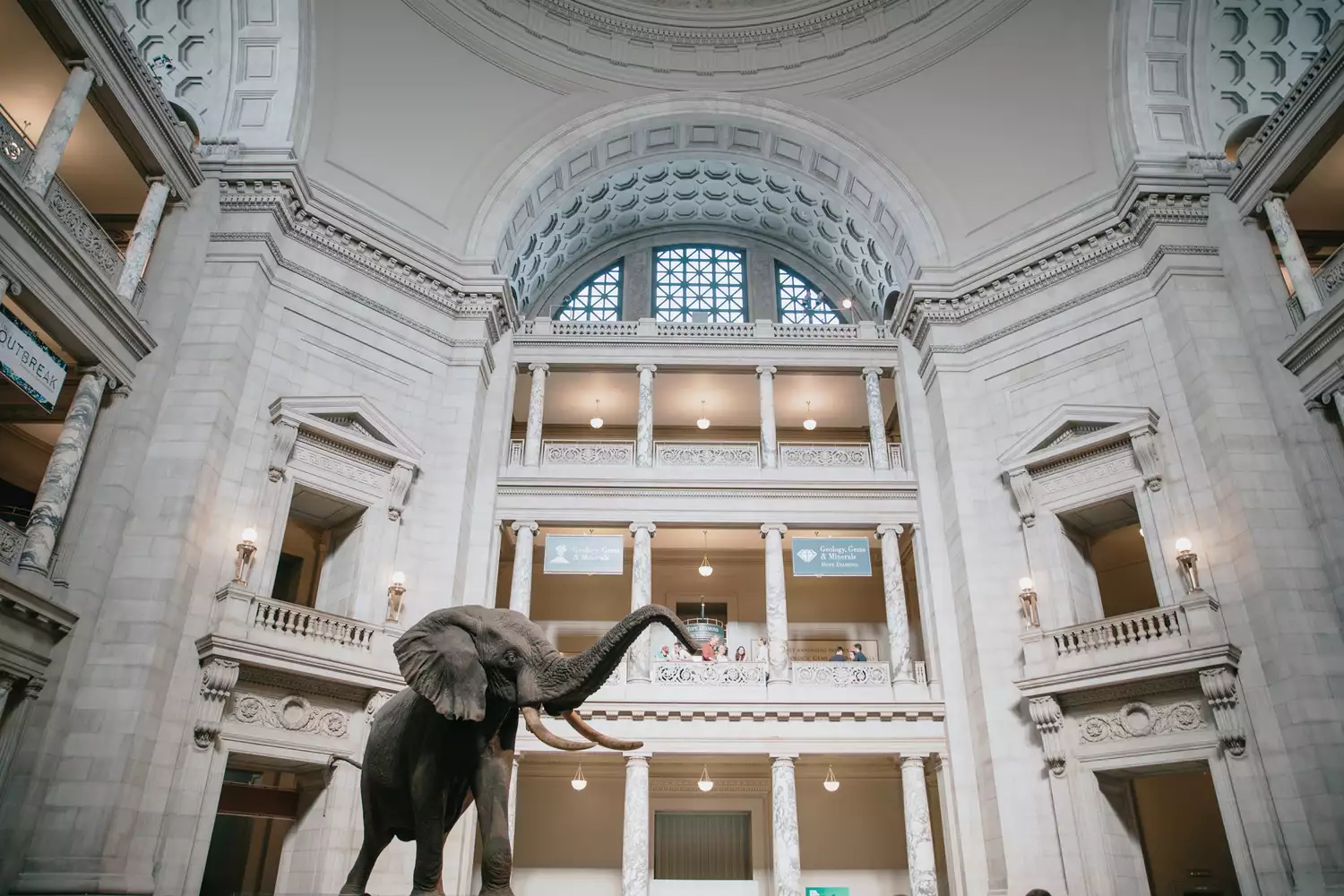 Une statue d'éléphant au Musée national d'histoire naturelle