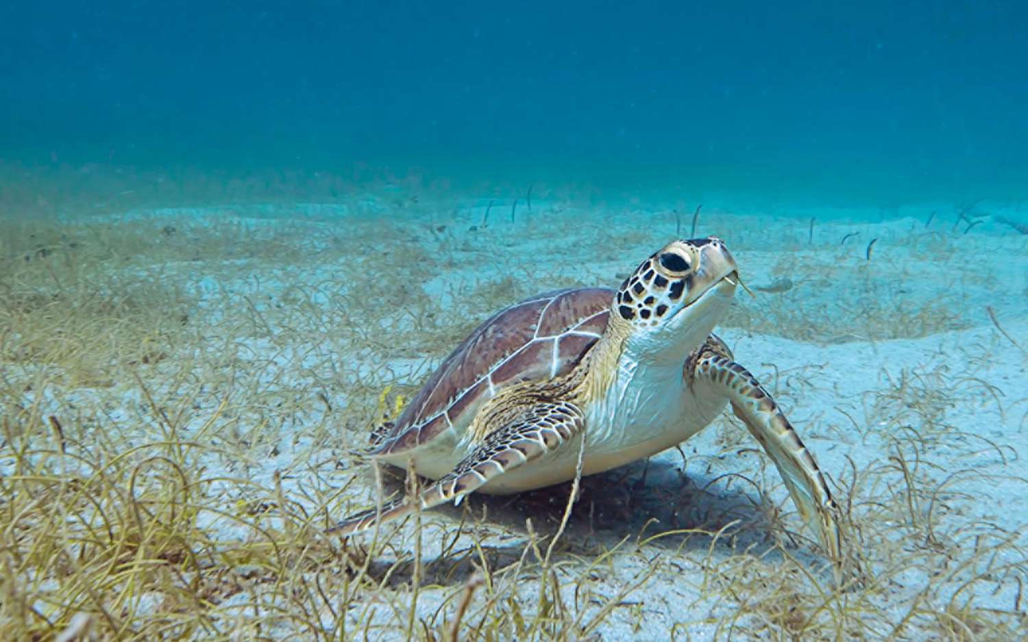 5 hôtels amis des tortues marines à découvrir