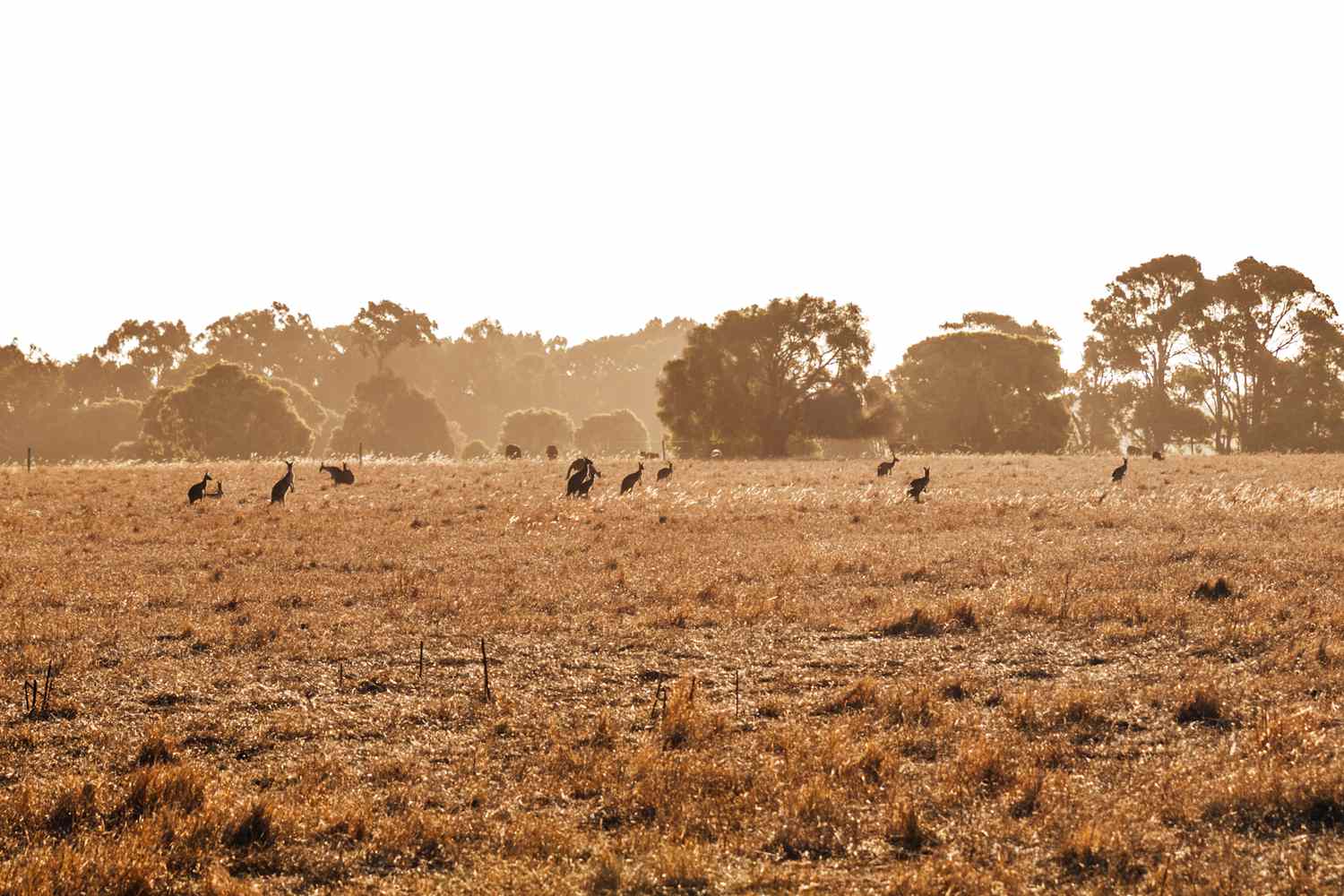 7 expériences animales uniques en Australie du Sud