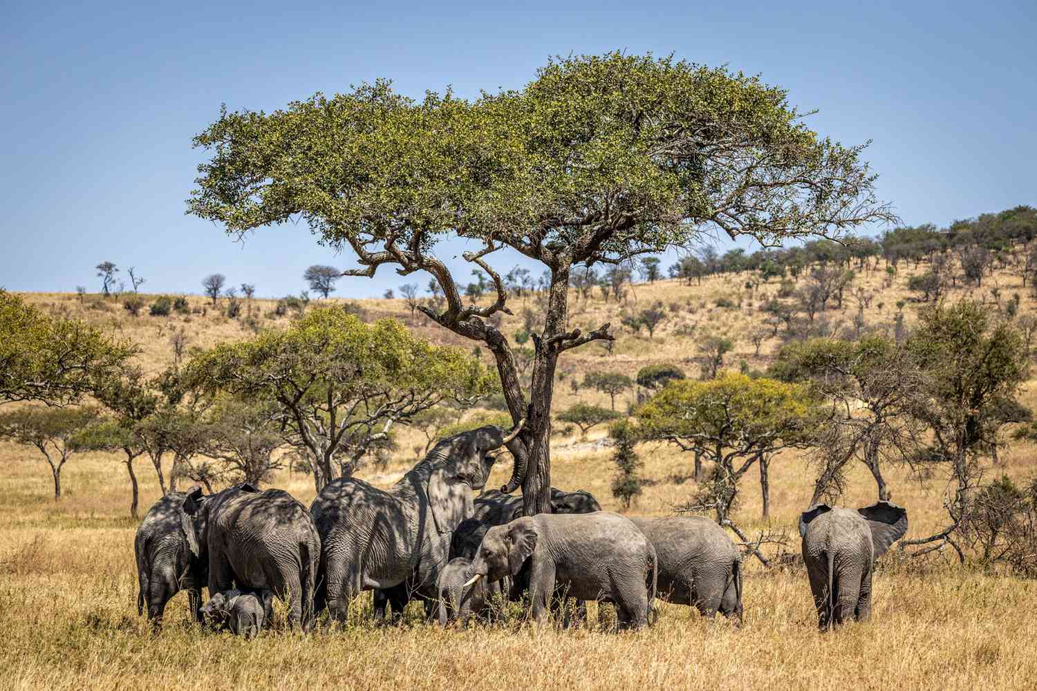 Boom de Bébés Éléphants au Kenya : Adoptez-en Un!