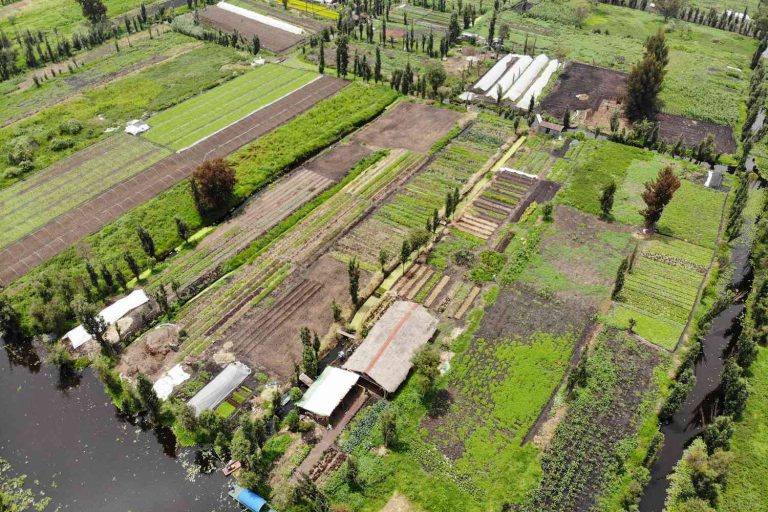 Découverte de l'agriculture mésoaméricaine à Xochimilco