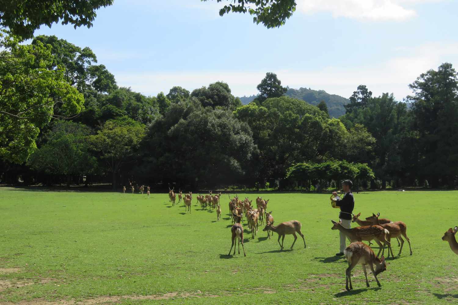 Le Shikayose au Japon: un joueur de cor attire les cerfs