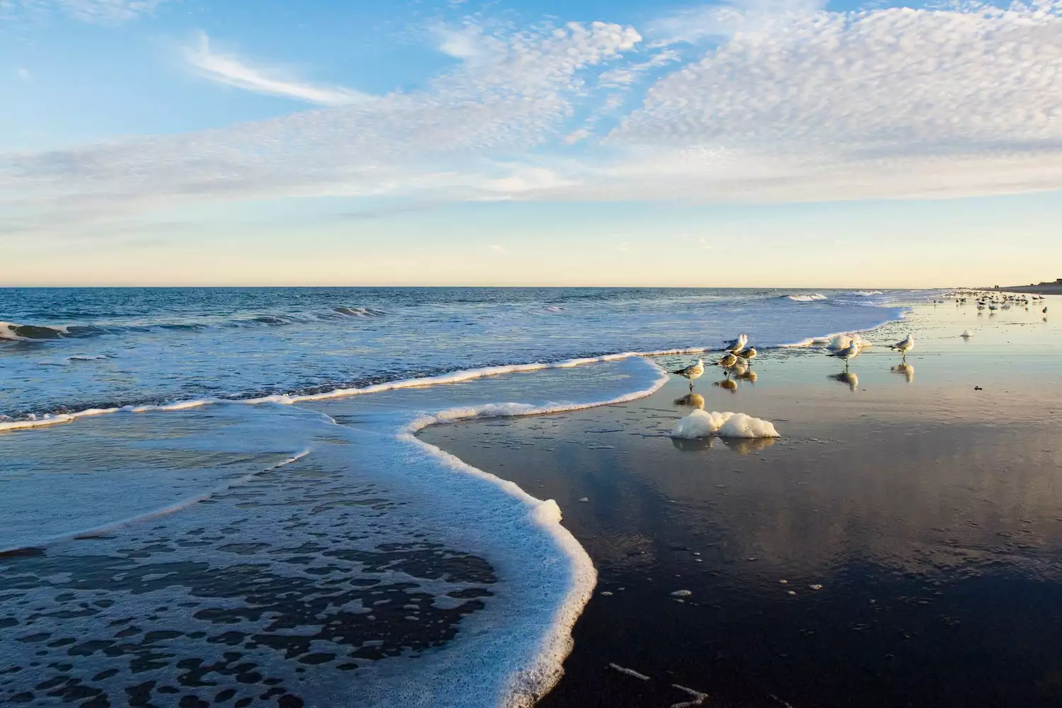 Mouettes sur la plage avec les vagues qui arrivent