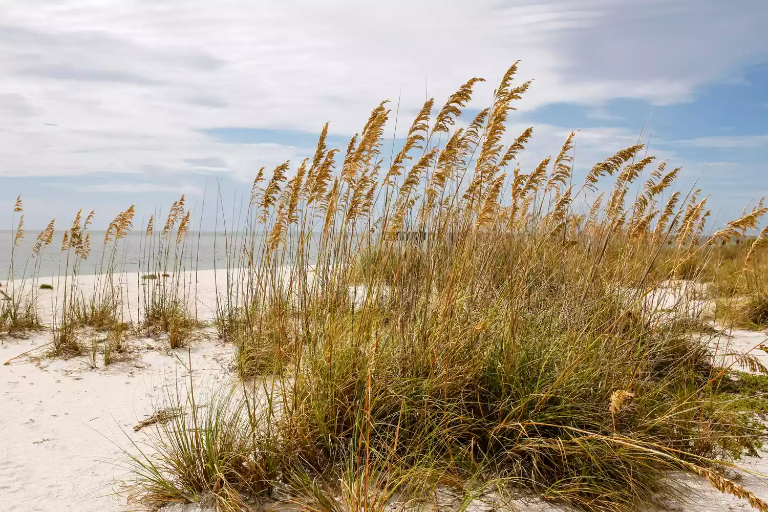 Roseaux sur l'île de Gasparilla en Floride