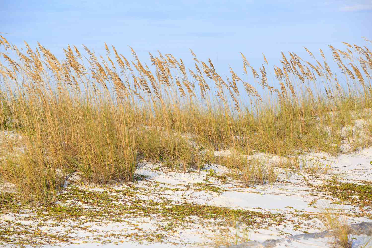 Herbes sauvages sur la plage du parc d'État de Henderson