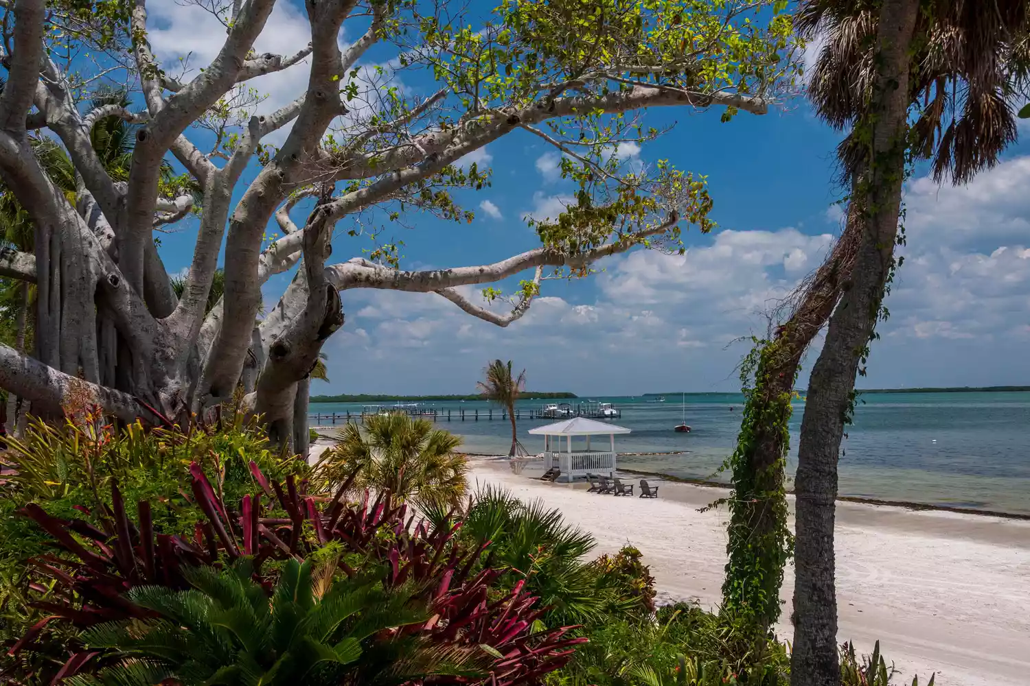 A landscape of the plant life and beach on Useppa Island in the Gulf of Mexico off Fort Meyers in Florida. 