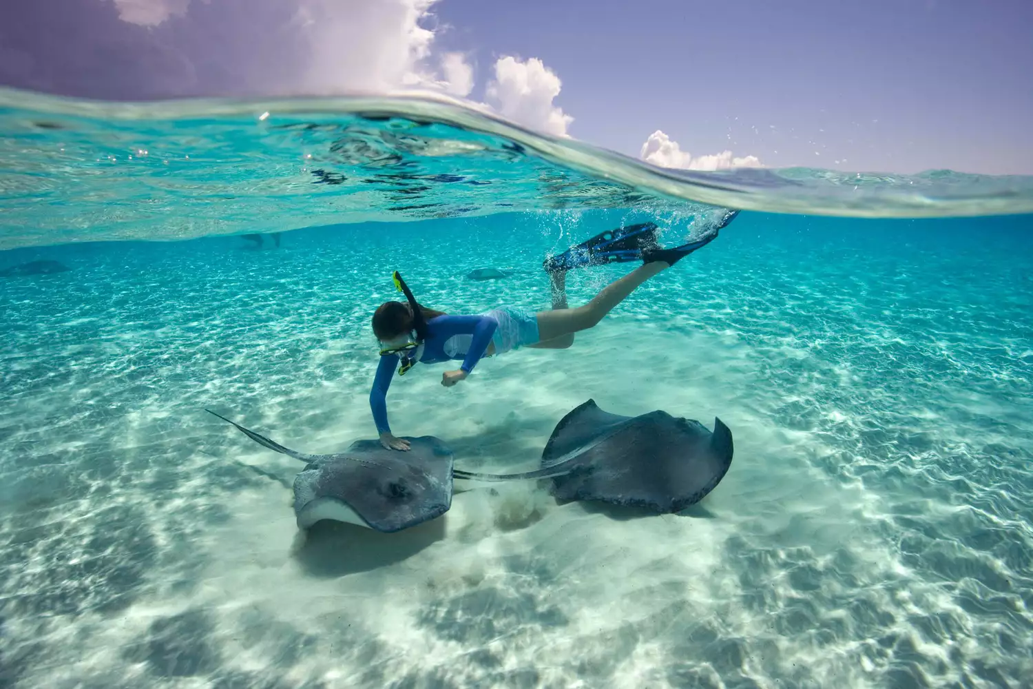 Southern Stingray (Dasyatis americana). Stingray City, Grand Cayman Islands, Grand Cayman, British West Indies