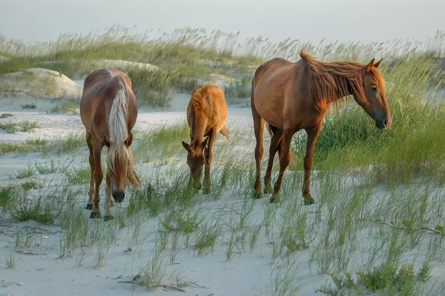 Wild horses with foal graze in sand dunes at Cumberland Island National Seashore