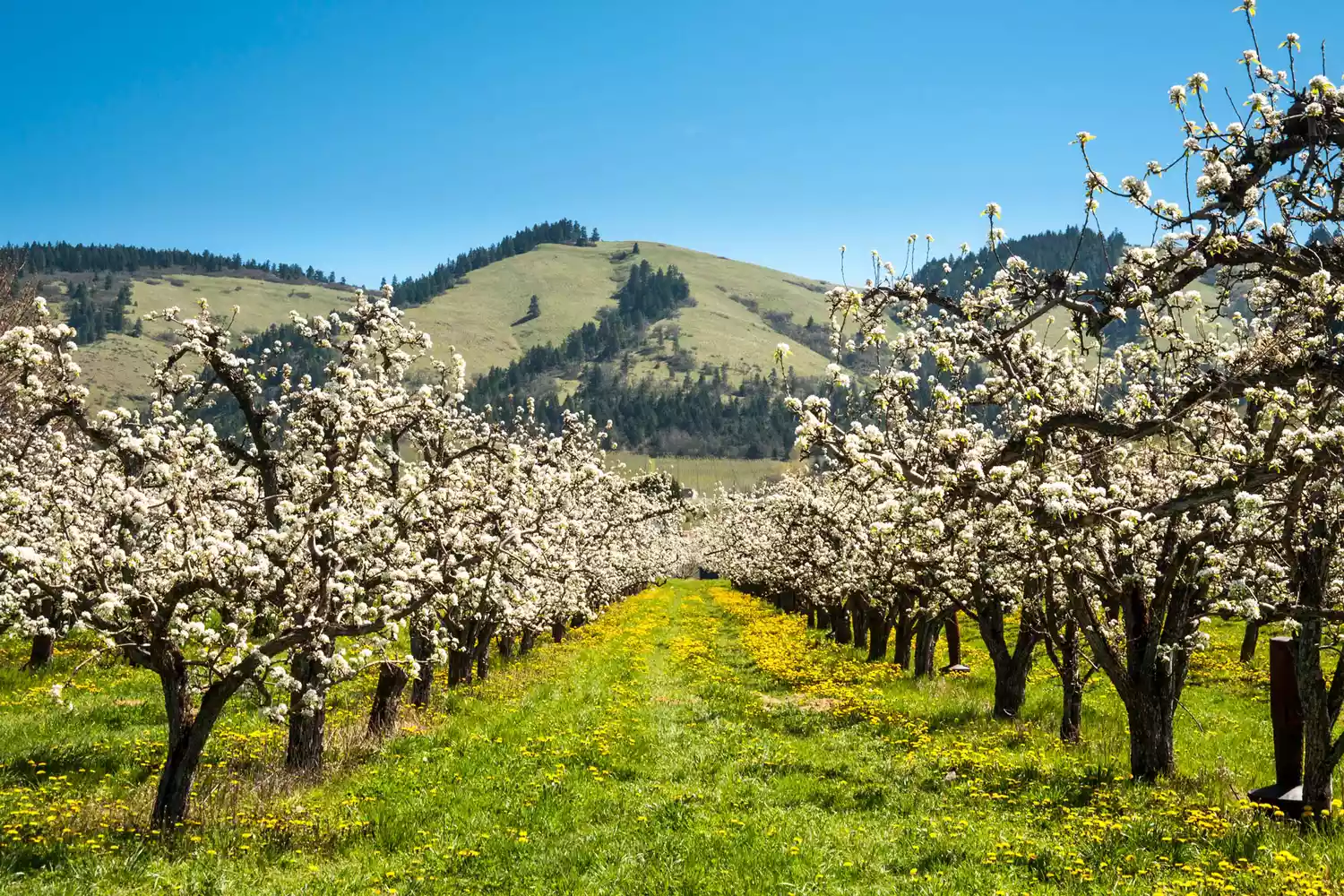 Apple orchards blossoming white in springtime