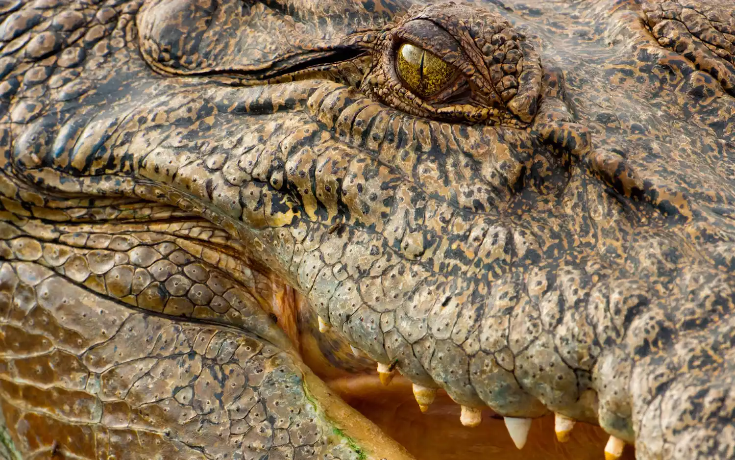 Un crocodile au parc national de Kakadu.