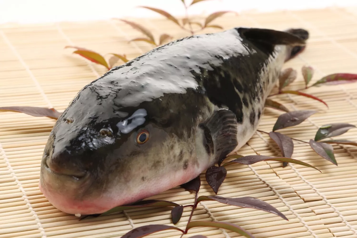 Un poisson fugu sur une planche en bambou