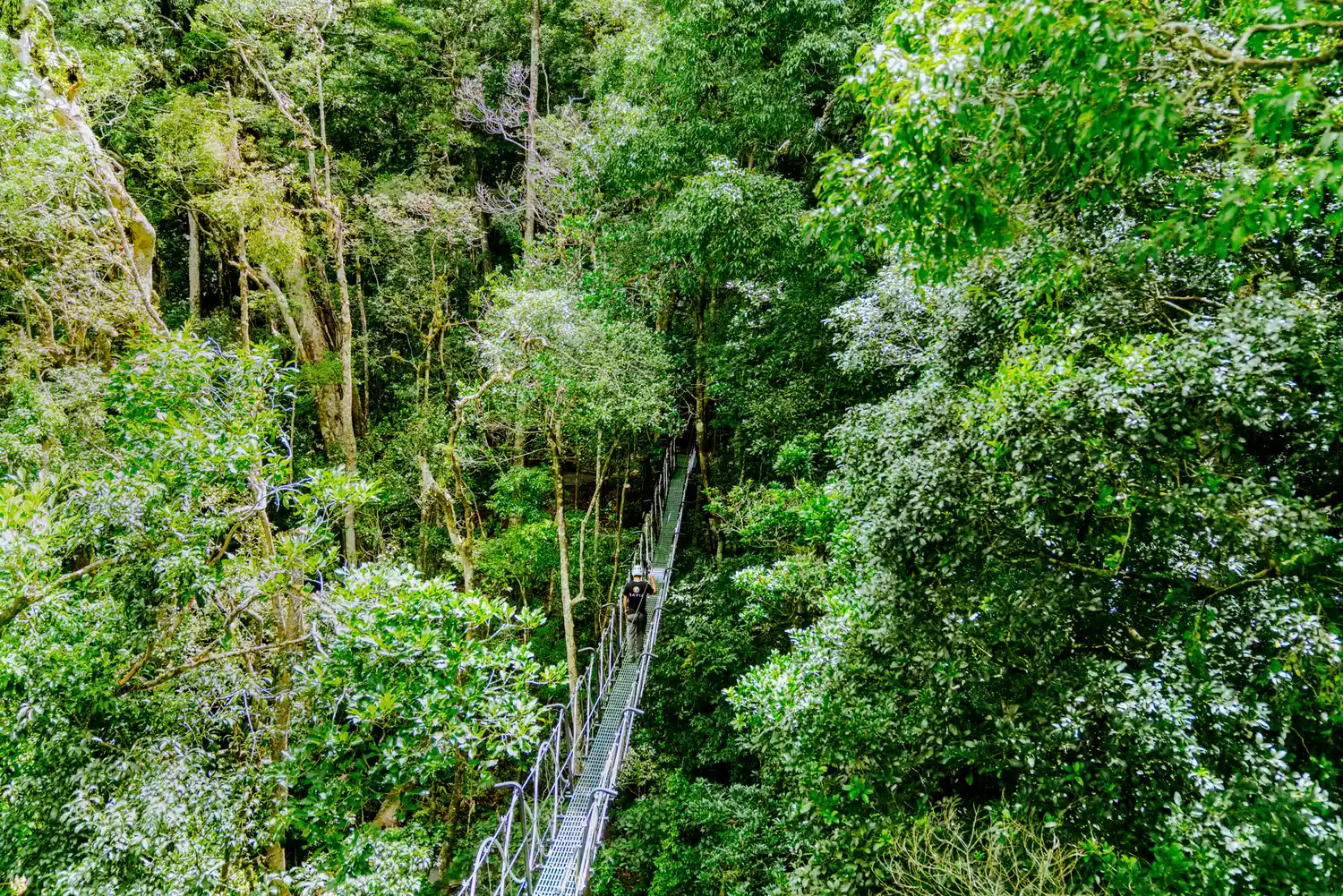 Overhead view of a suspension bridge in a Costa Rican cloud forest