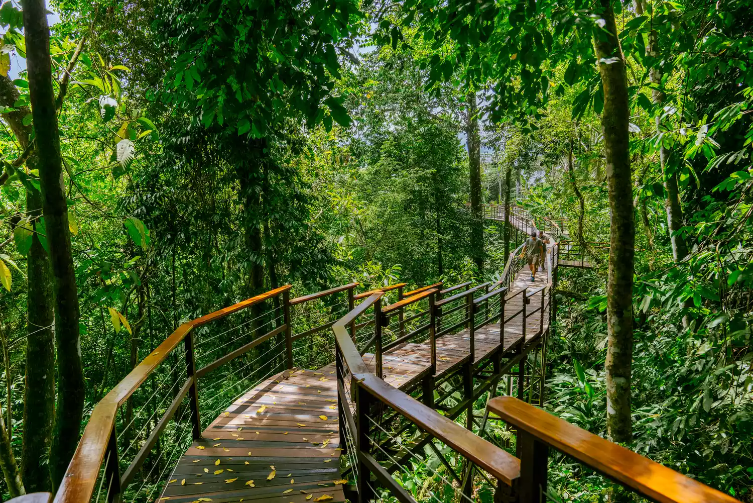 A wooden walkway through a rainforest in Costa Rica