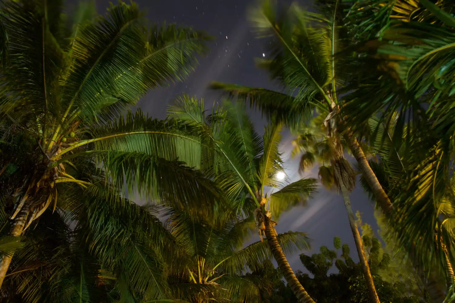 Palm tree moonshine startrail