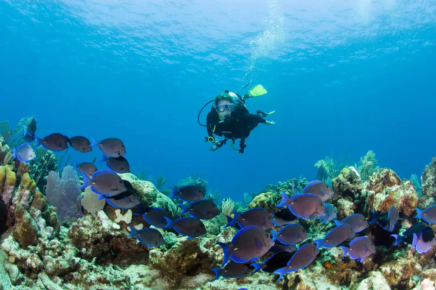 Plongeur sous-marin au large de l'île de Grand Turk, Turks et Caïcos