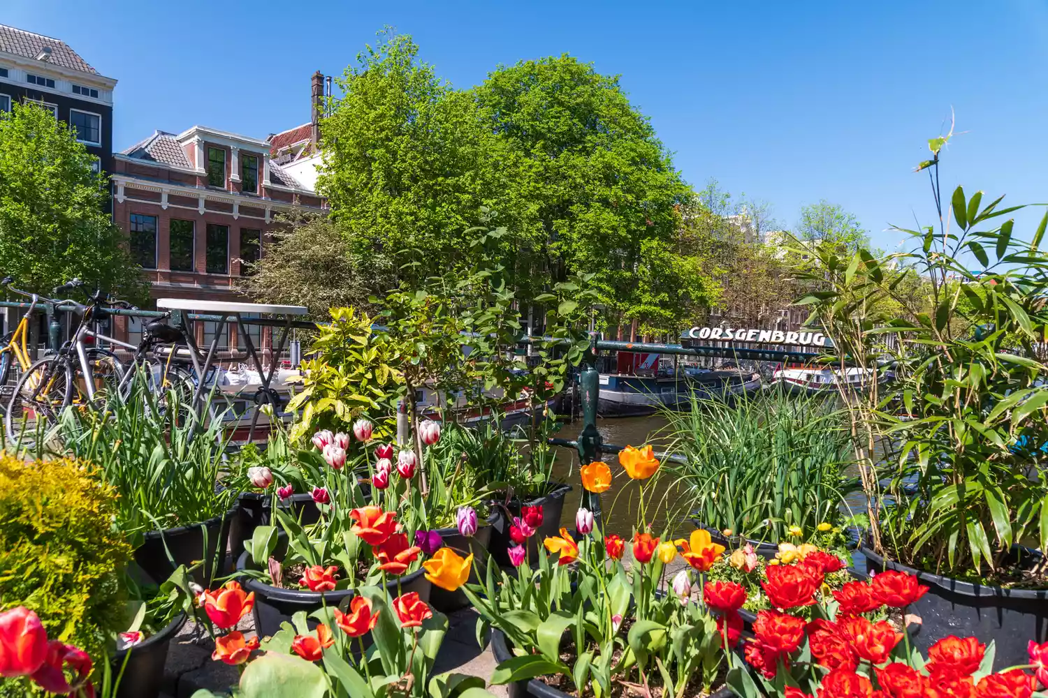 Plantes vertes luxuriantes et fleurs le long des canaux pendant l'été à Amsterdam