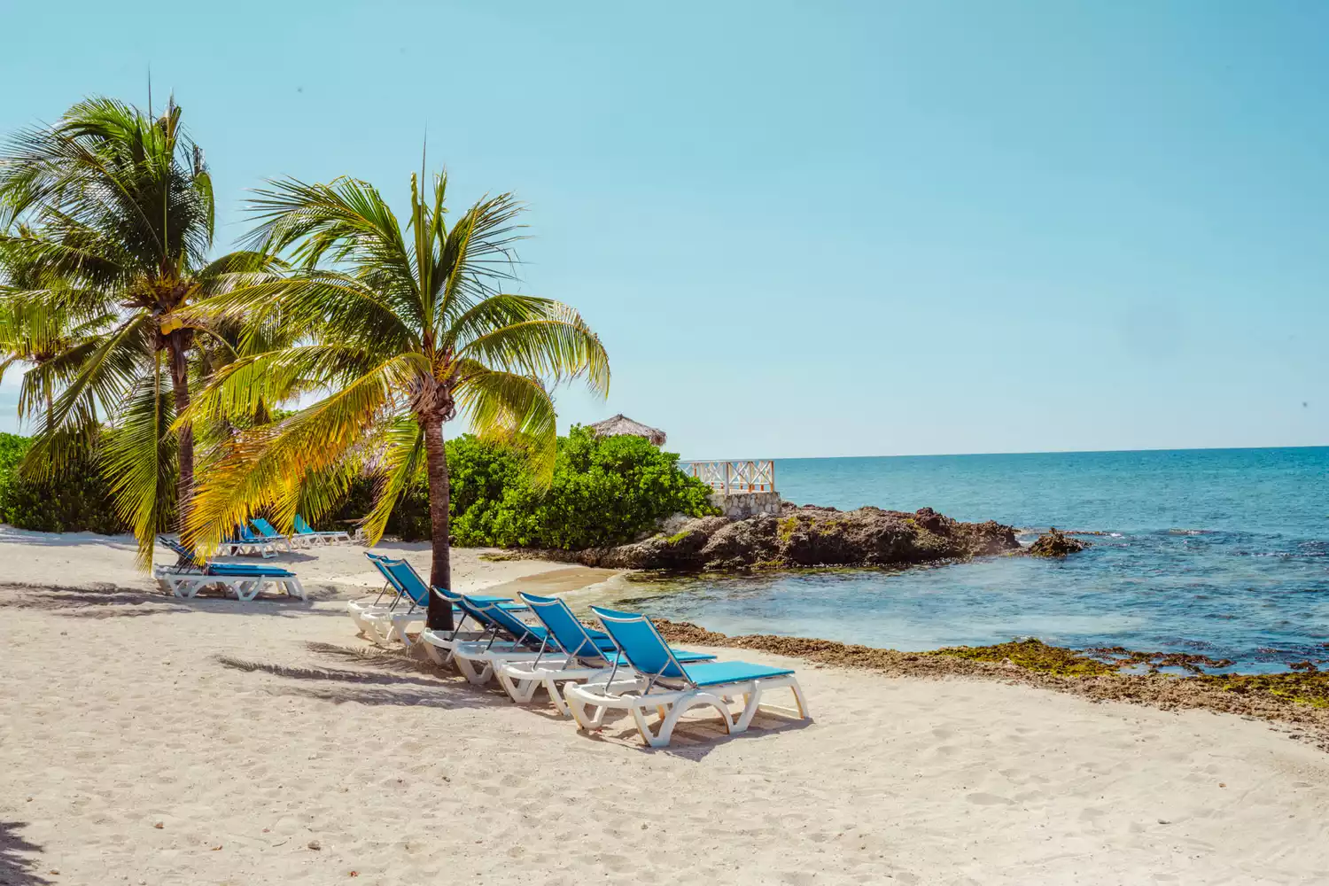 Chaises longues vides sur une plage sous un palmier