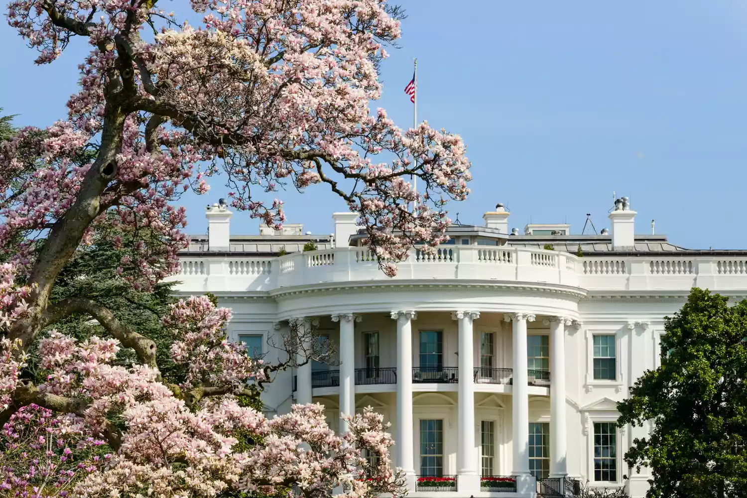 La Maison Blanche avec un magnolia en fleurs au printemps à Washington, D.C.