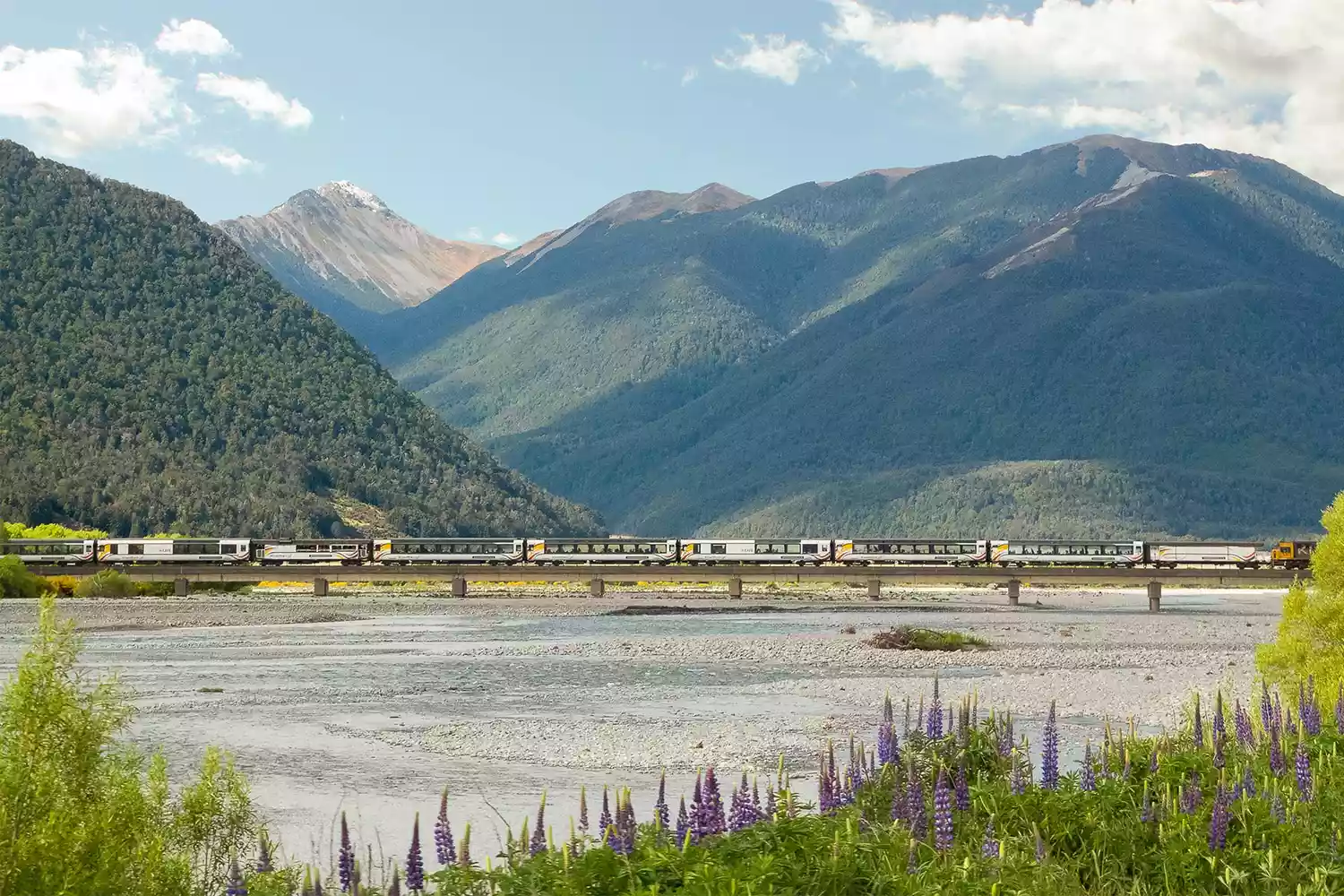 TranzAlpine train crosses the Waimakariri River Bridge in New Zealand 