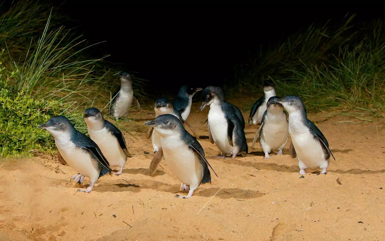 Parade des Pingouins, Île Phillip, Australie