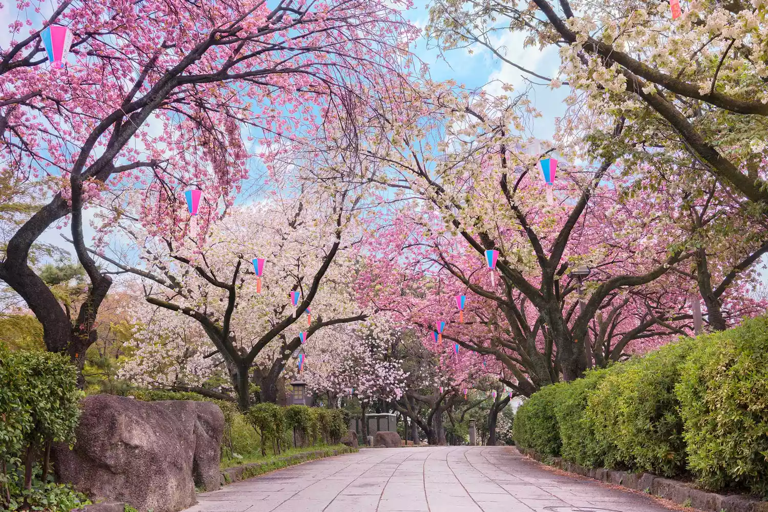 Chemin du Parc Asukayama surplombé par des cerisiers japonais en fleurs.