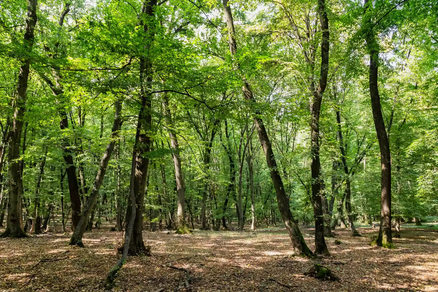 Image of the Hoia Baciu forest, one of the most haunted forest in the world in Cluj-Napoca, Transylvania, Romania