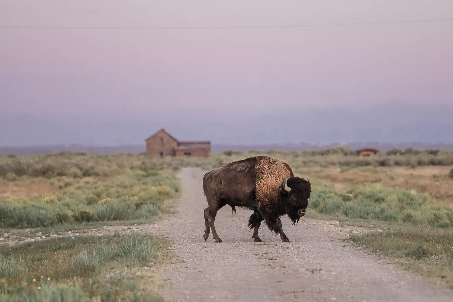 A bison walks across a road at Zapata Ranch near Great Sand Dunes National Park