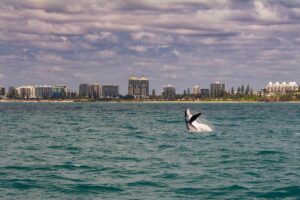 Découvrez la route des baleines en Australie vers la Grande Barrière