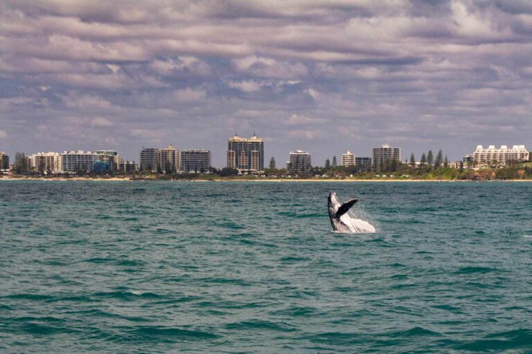 Découvrez la route des baleines en Australie vers la Grande Barrière