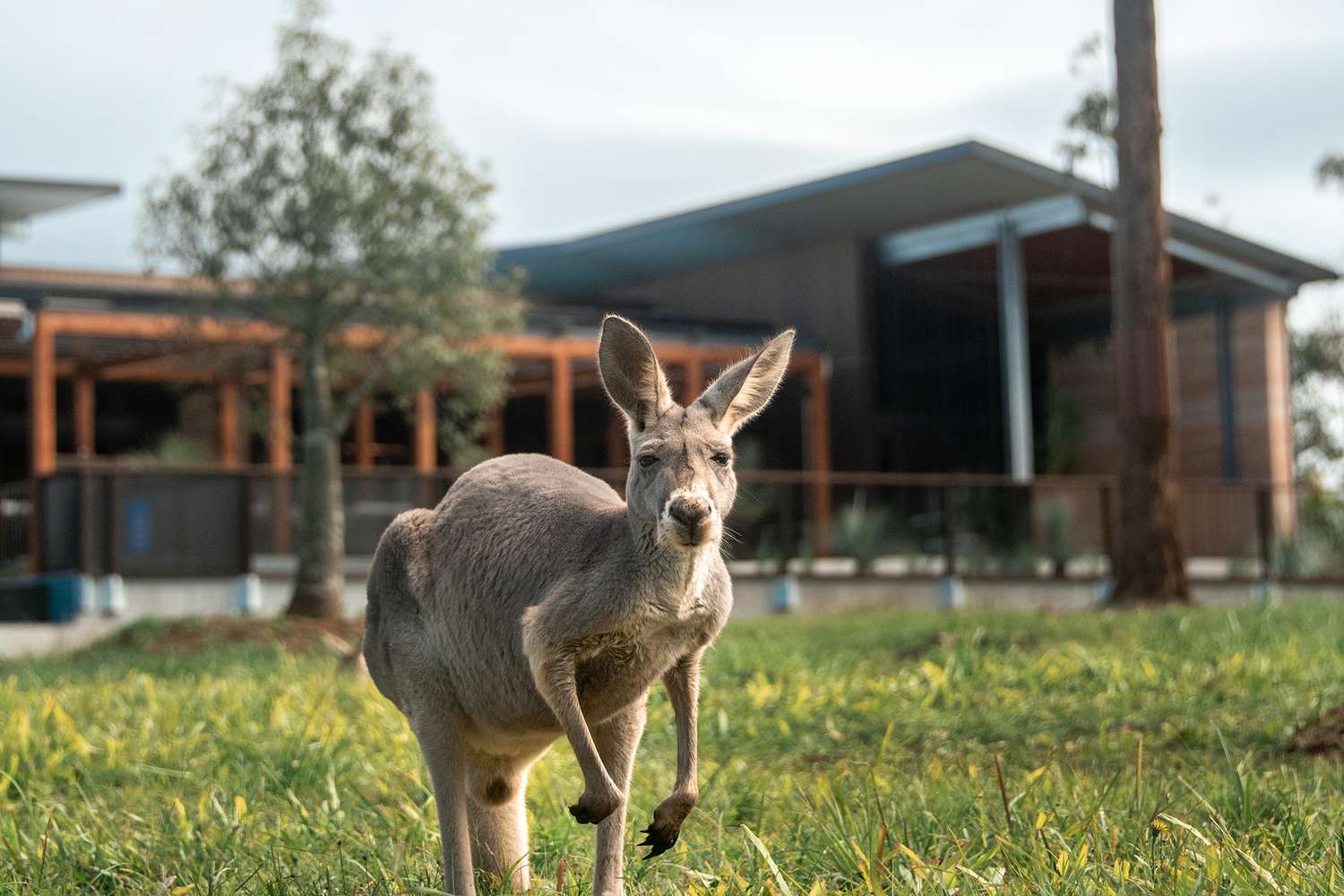 Un lodge de luxe à l'Australia Zoo en hommage à Steve Irwin