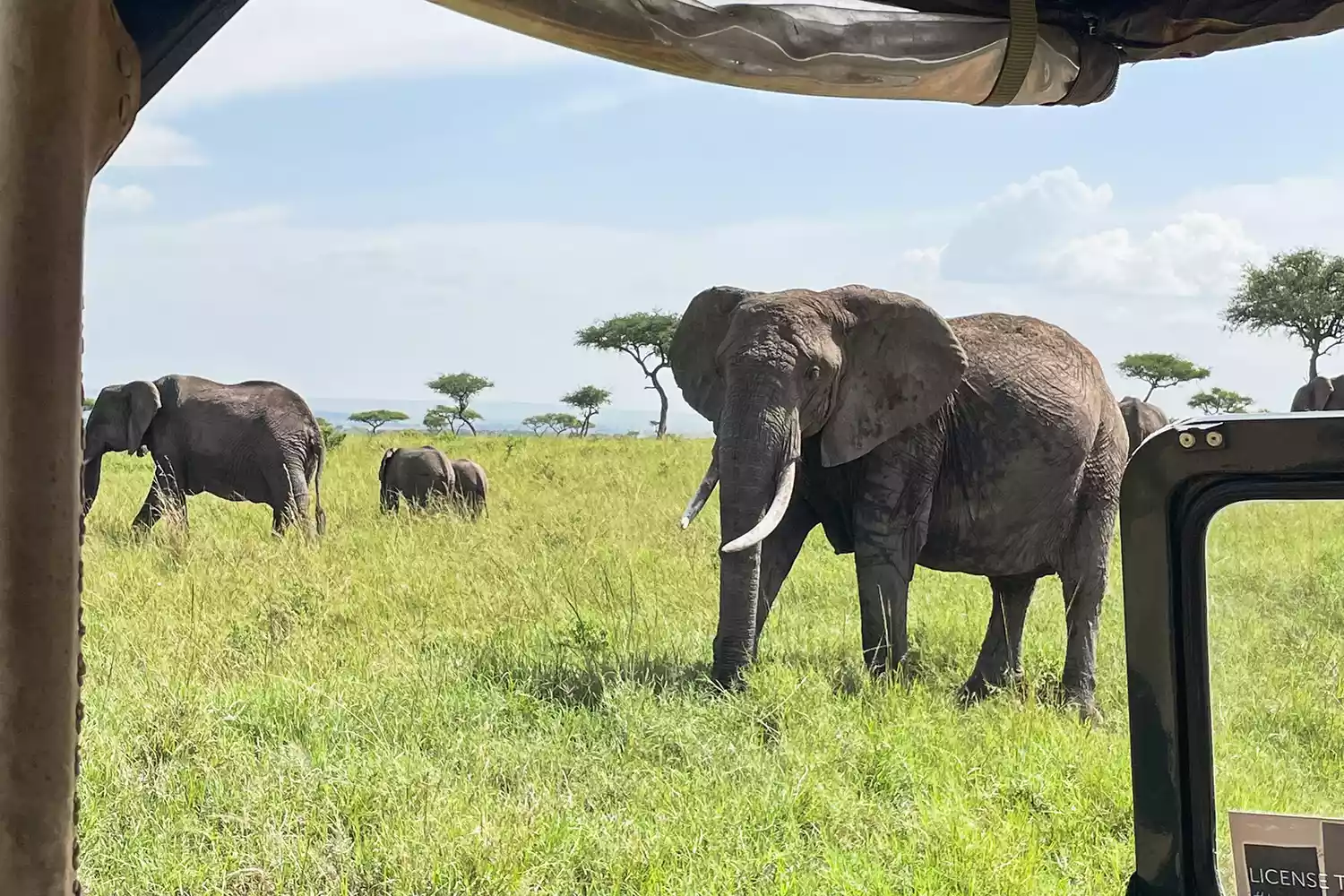 Des éléphants lors d'un safari avec le camp andBeyond Bateleur