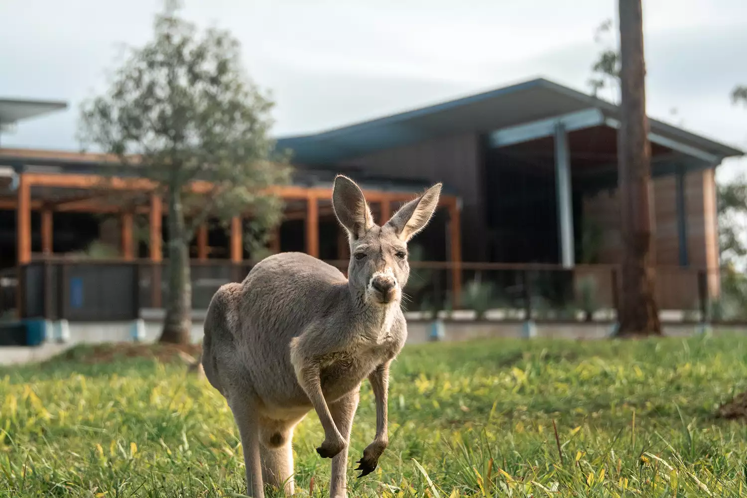 A kangaroo in front of Crocodile Hunter Lodge