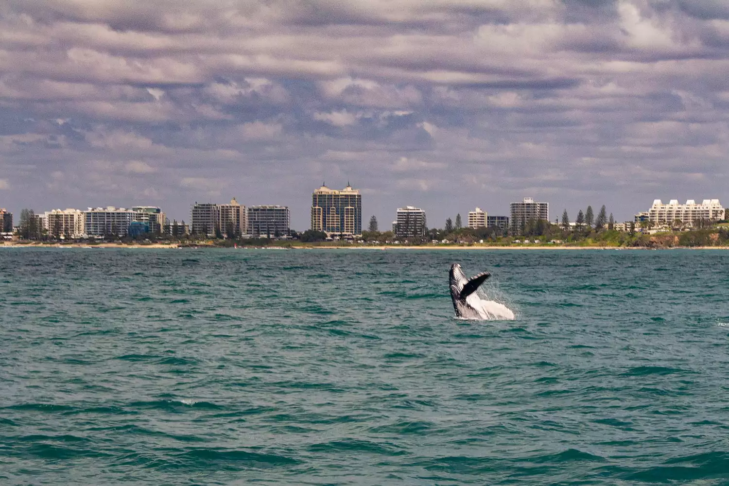 Une baleine à bosse sautant hors de l'eau avec la ligne d'horizon de Mooloolaba, Queensland au loin