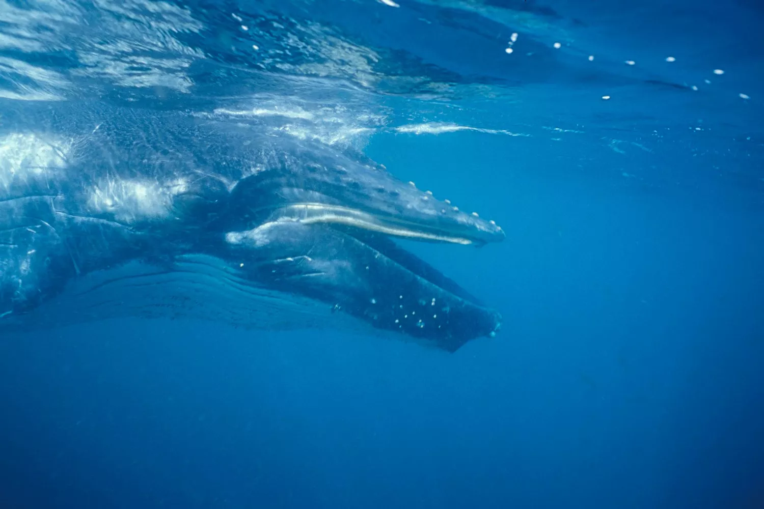 Tête d'un jeune baleineau à bosse du sud sous l'eau près d'Eden, Nouvelle-Galles du Sud