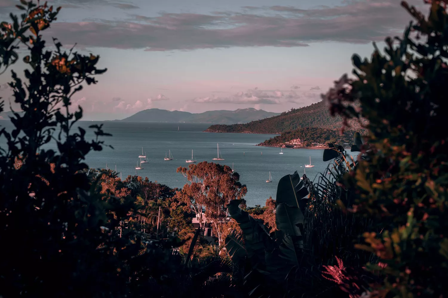 Vue des bateaux sur l'eau à travers les arbres à Airlie Beach, Queensland, au coucher du soleil