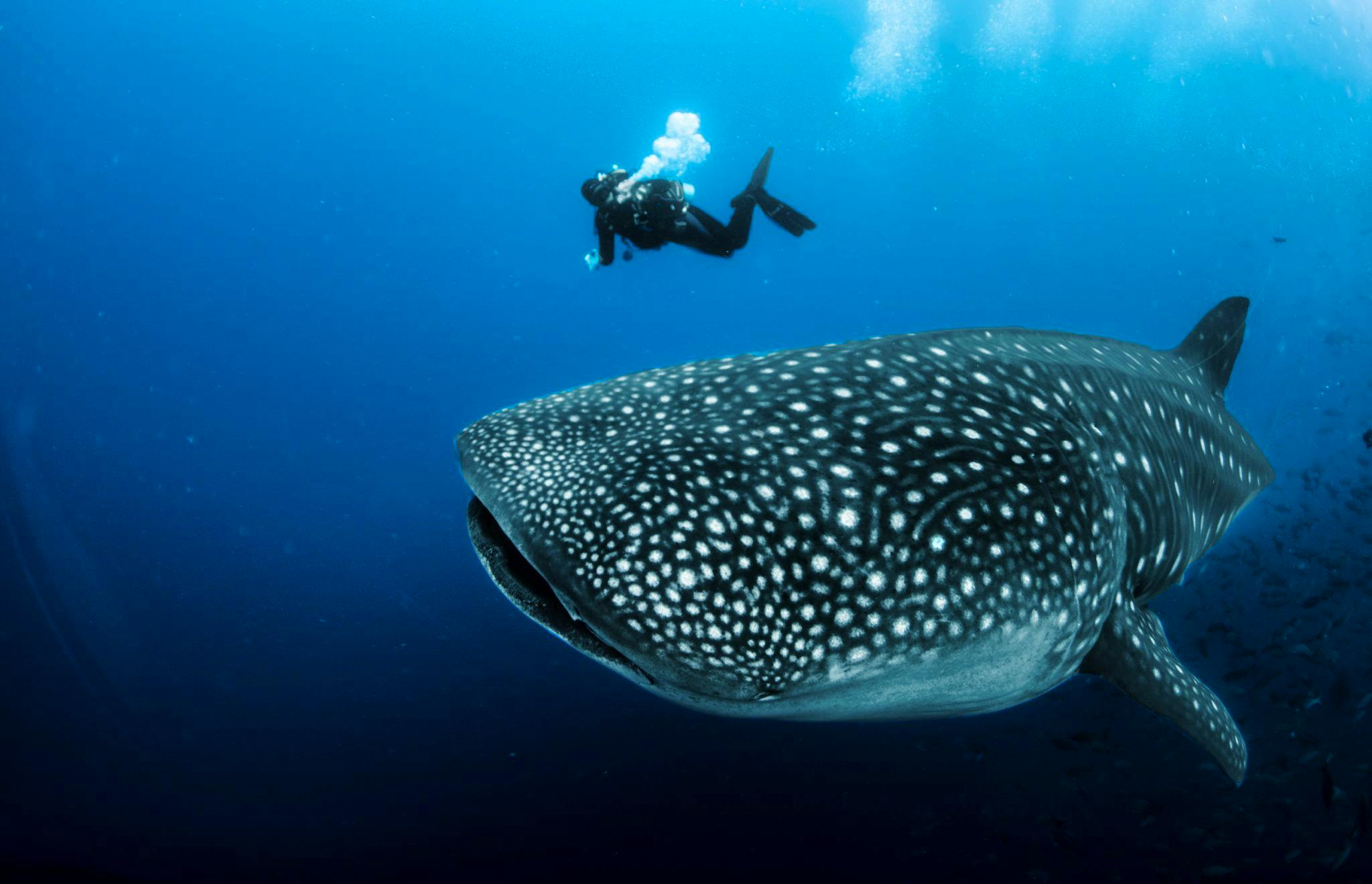 Requin Baleine: Géant Paisible des Océans - Guide Complet