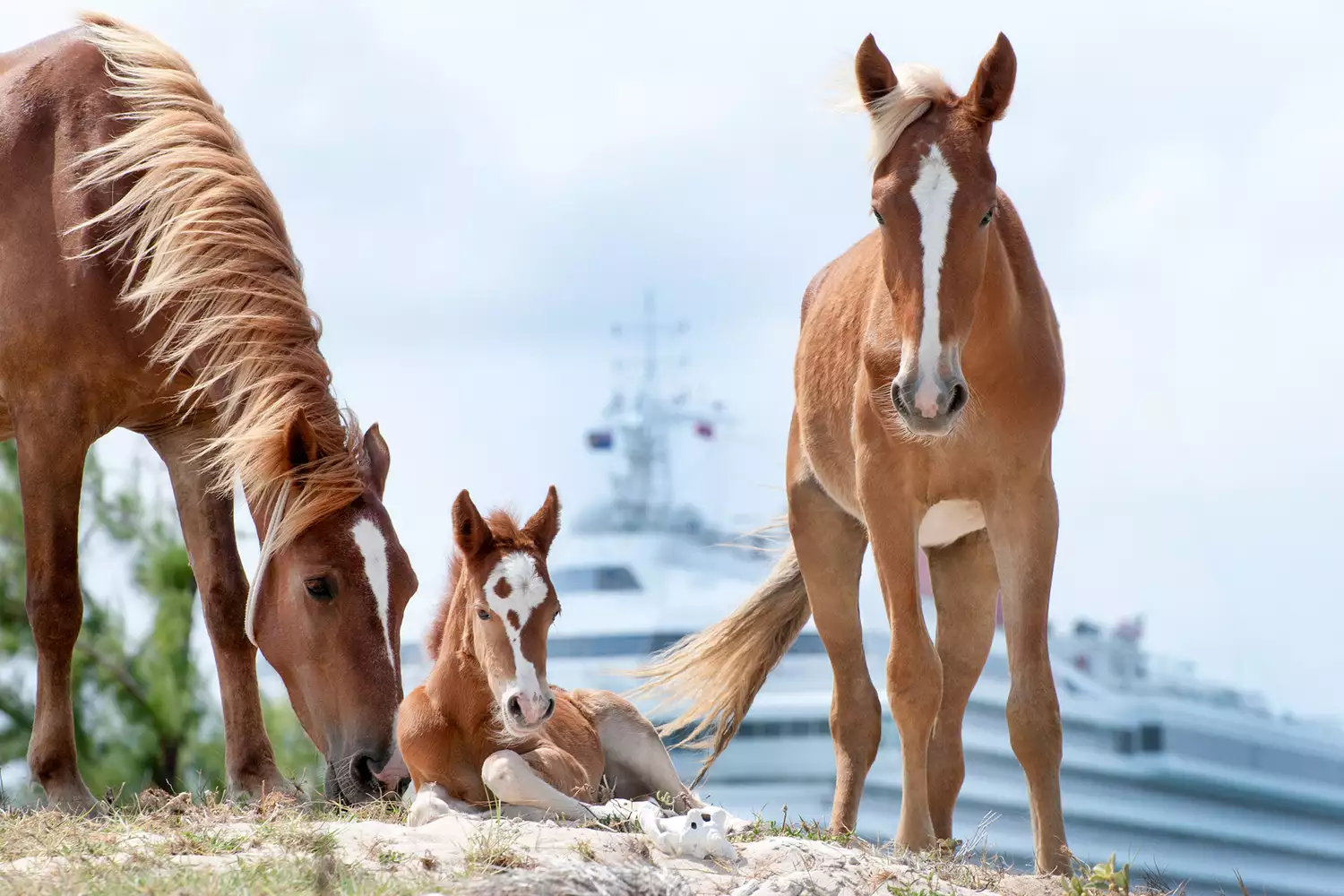 Une famille de chevaux avec un poulain et un paquebot en arrière-plan sur l'île de Grand Turk.