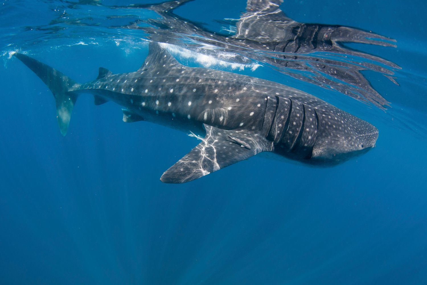 Whale Shark feeding off coast of Isla Mujeres