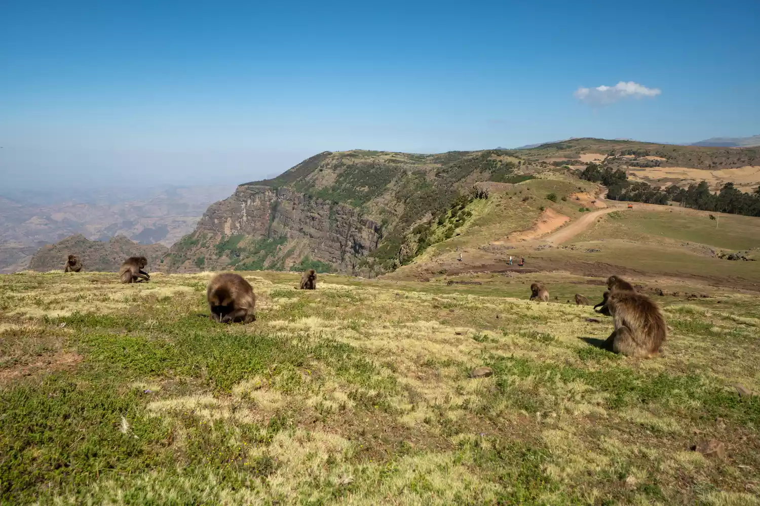 Baboons in the Simien Mountains Nationalpark in northern Ethiopia