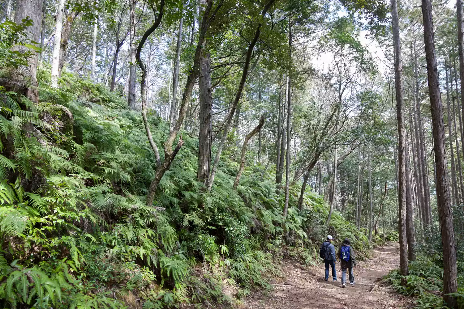 Kumano Kodo Sacred Japanese Trail. Wakayama. Japan