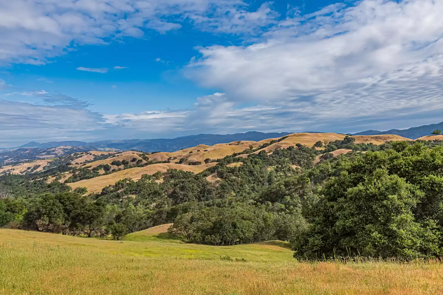 les collines ondulantes de Pepperwood Preserve, brûlées lors du grand incendie de 2019 à Santa Rosa.